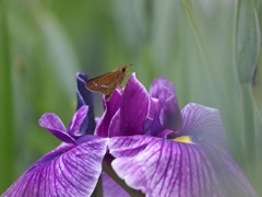 僕の花見