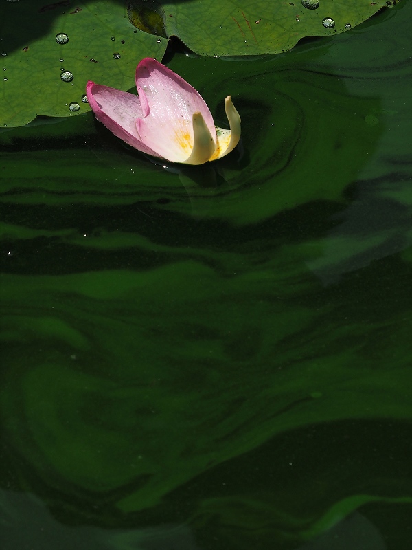 花弁の船