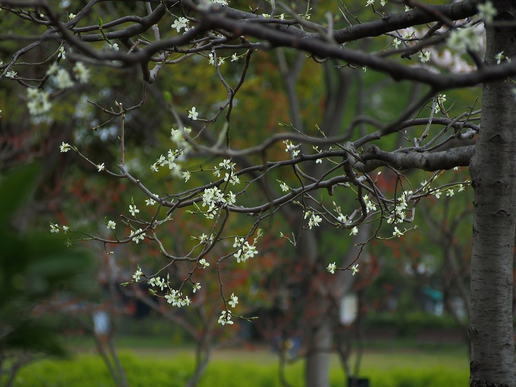 梨花