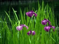 花菖蒲咲き初め