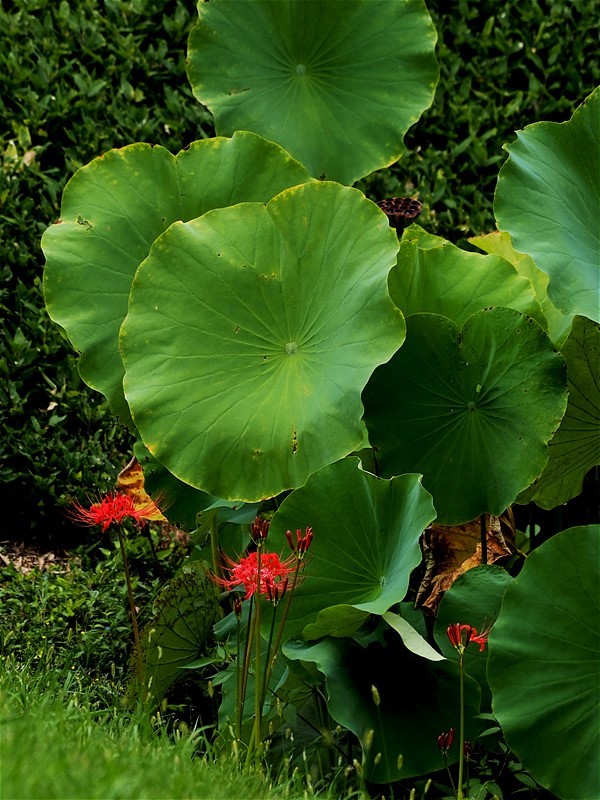 晩夏