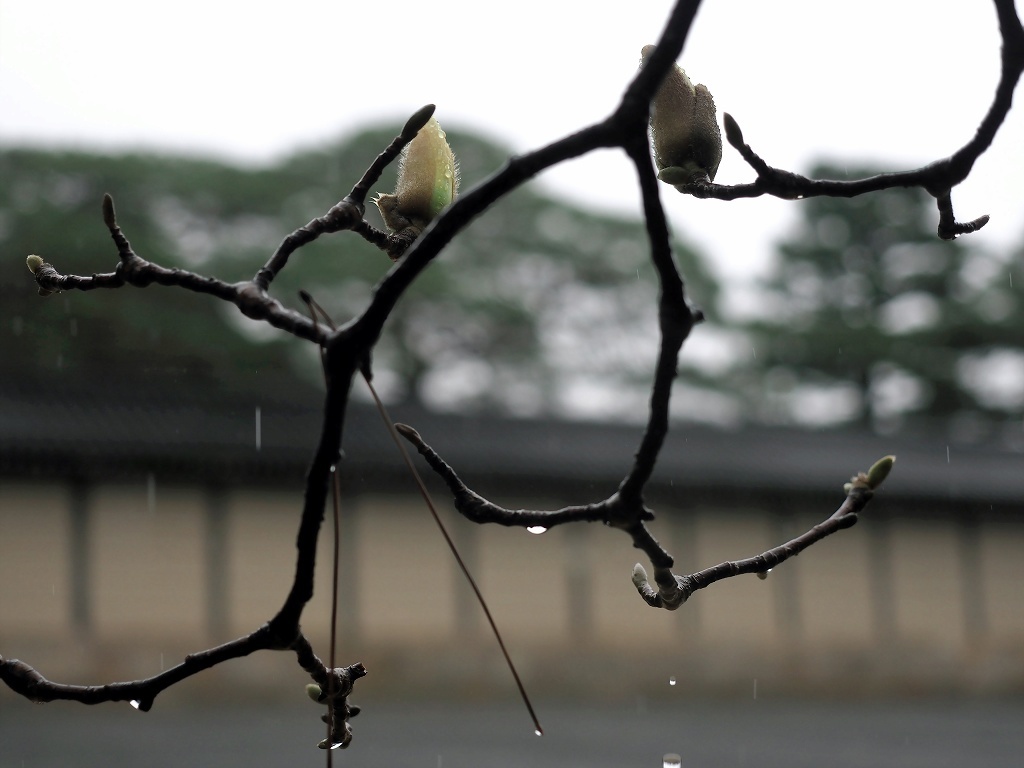 御所の春雨