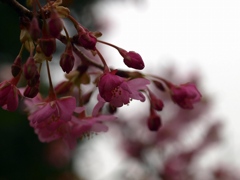 ご近所の河津桜（東京深川）