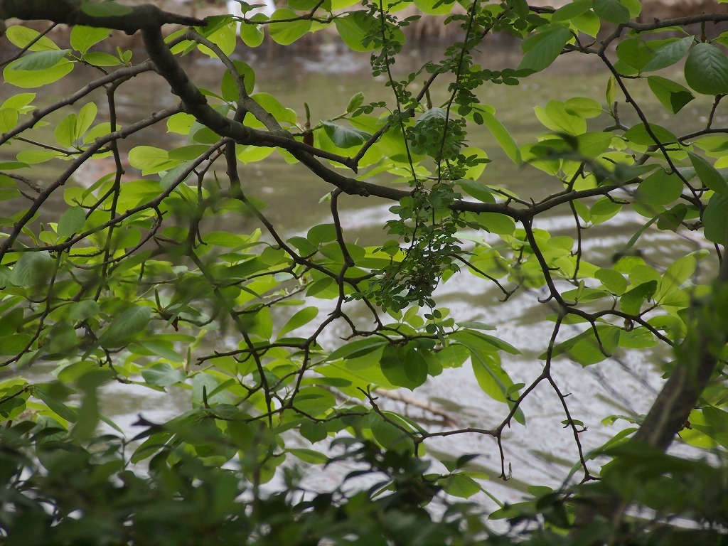 風薫る