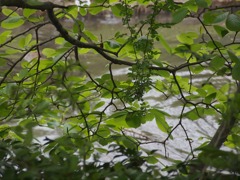 風薫る