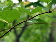 下葉の雫