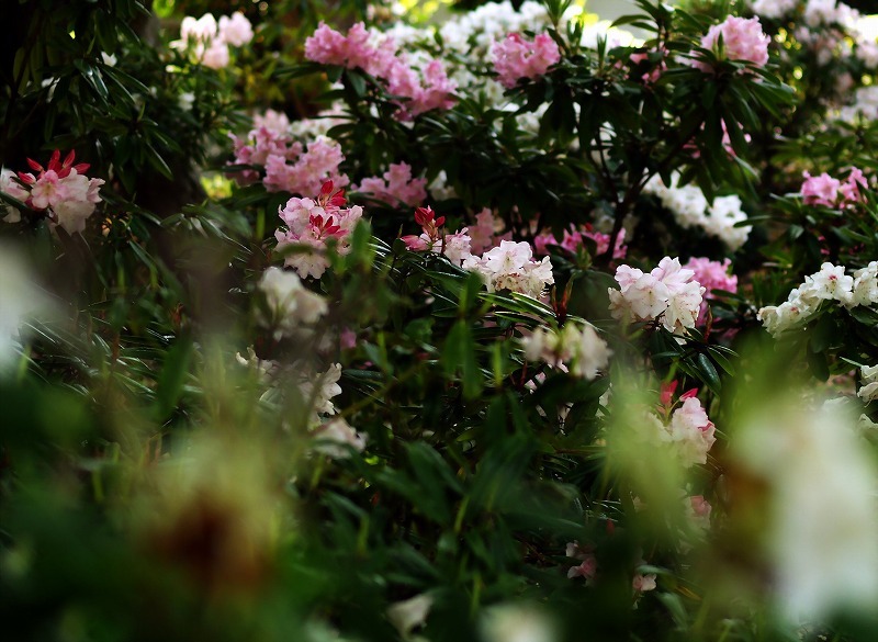 時分の花(シャクナゲ)