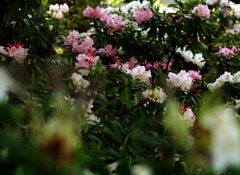 時分の花(シャクナゲ)