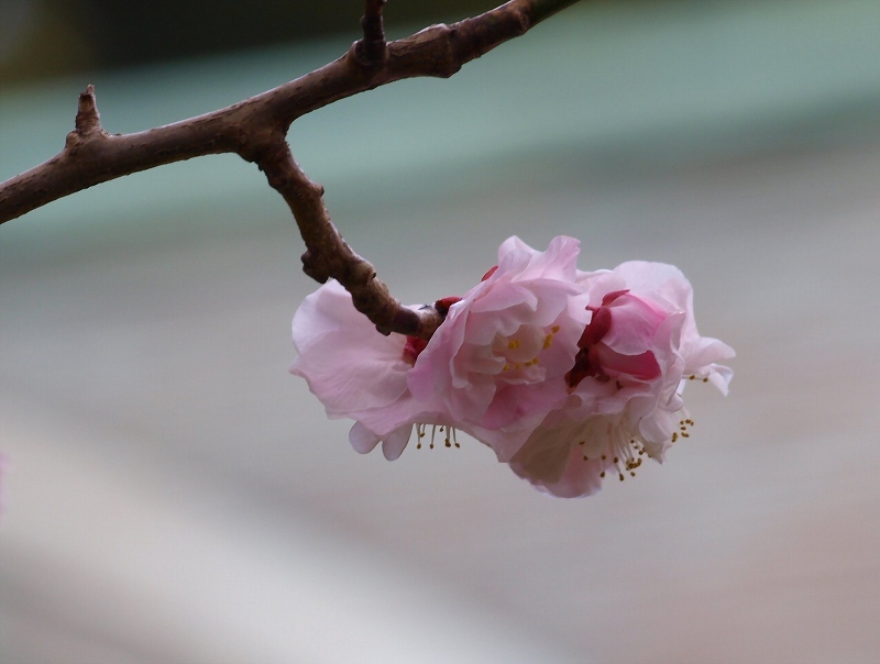 梅の最終ランナー（豊後梅）