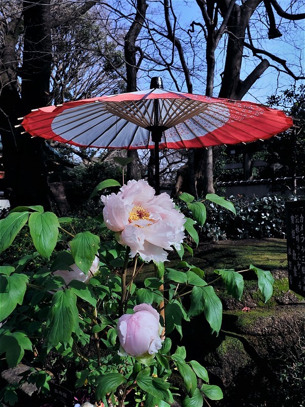 牡丹苑の風景（上野・東照宮）