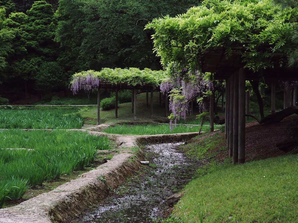 畦の風景