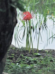 水辺の彼岸花②