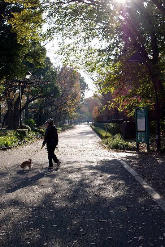 晩秋の散歩道