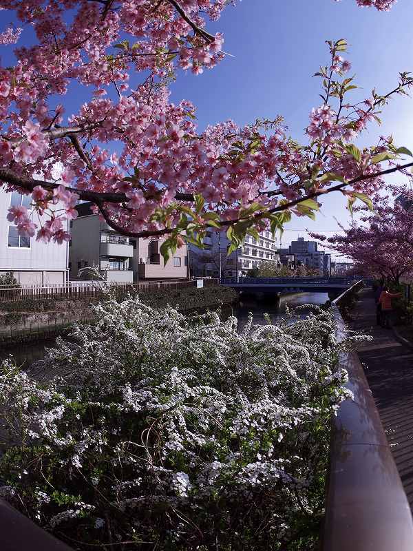 コラボ(河津桜と雪柳)