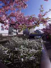 コラボ(河津桜と雪柳)