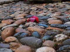 秋の訪れを知らせる落ち葉(ロメンモーティエ)