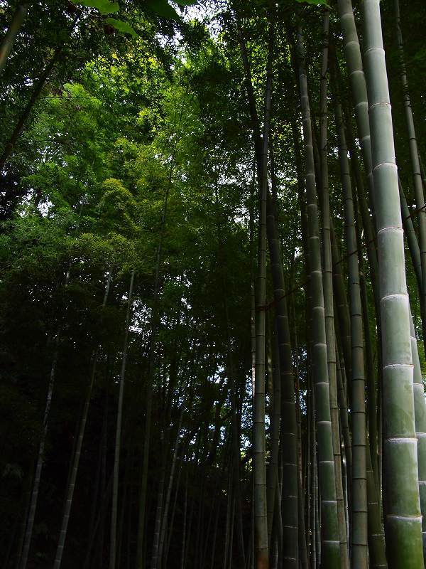 北鎌倉・明月院にて