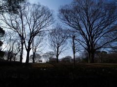 名のみの春（代々木公園）