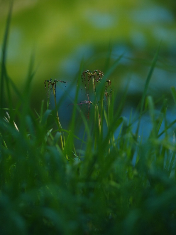 花宴の跡(彼岸花)