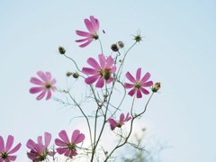 秋日和