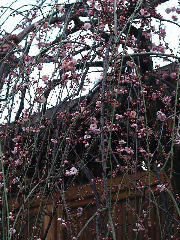 天神様の枝垂れ梅