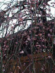 天神様の枝垂れ梅