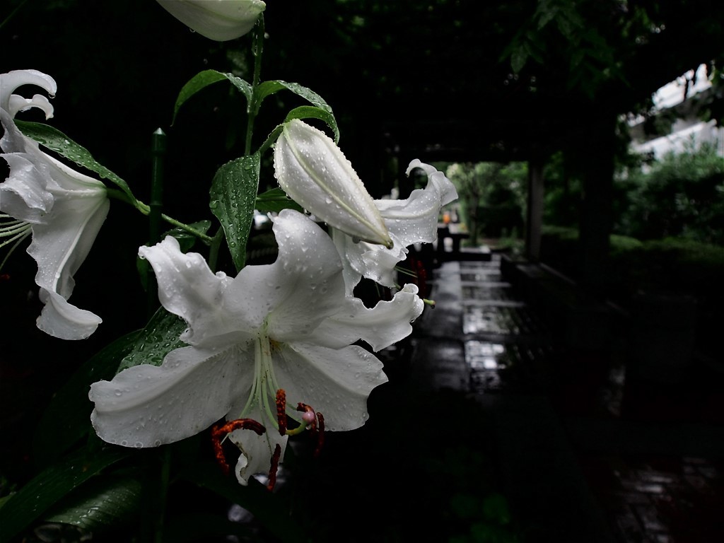 梅雨の風景②