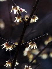 早春の三花(蝋梅)