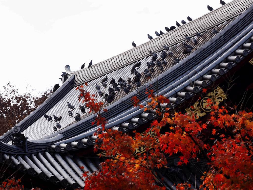 高見の紅葉見物