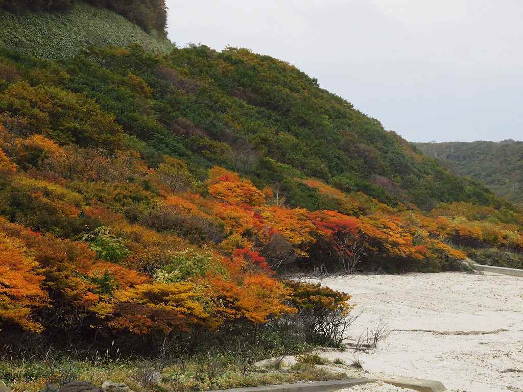 ツツジの紅葉(恵山)