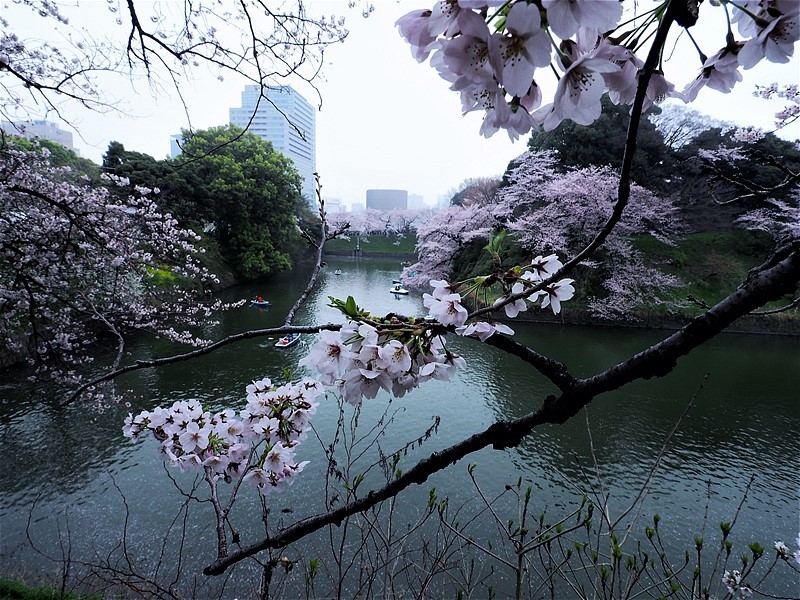 東京・千鳥ヶ淵