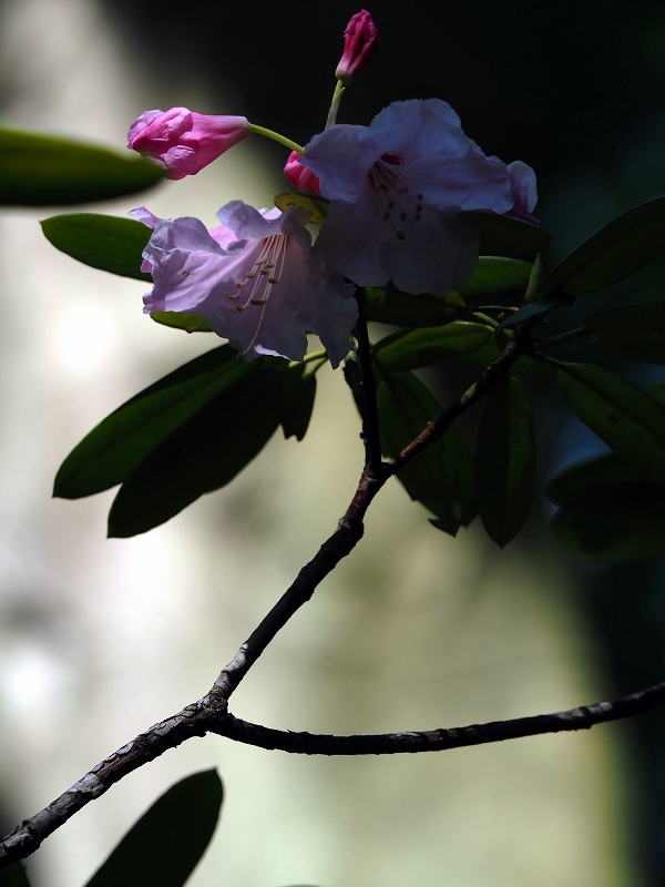 季節の花(石楠花)
