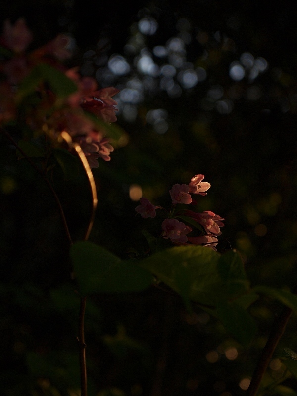 時分の花(ウツギ)