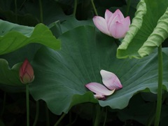 綻び