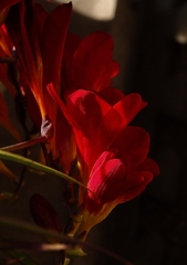 我が家のフリージア２