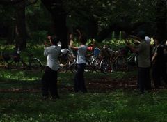 木陰の太極拳