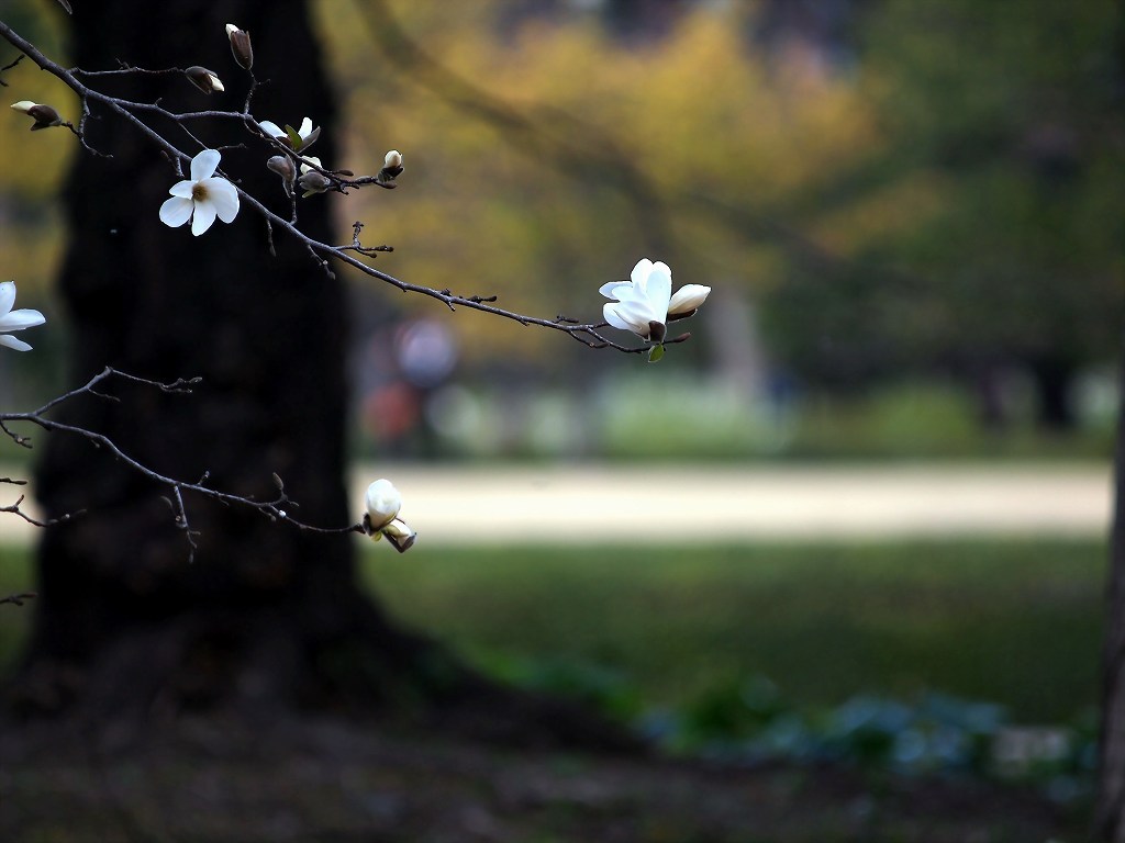 辛夷開花(皇居東御苑にて)