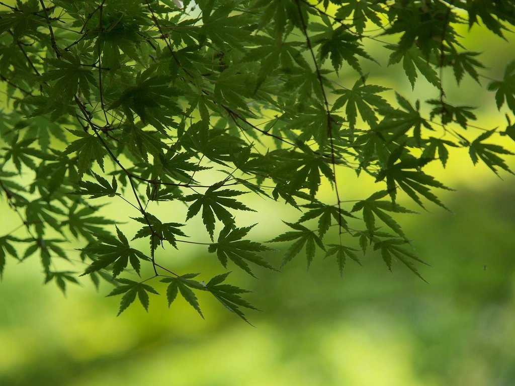 皐月の林にて・・楓の若葉