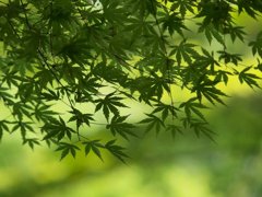 皐月の林にて・・楓の若葉