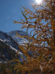 落葉松の黄葉(モルテラッチ)