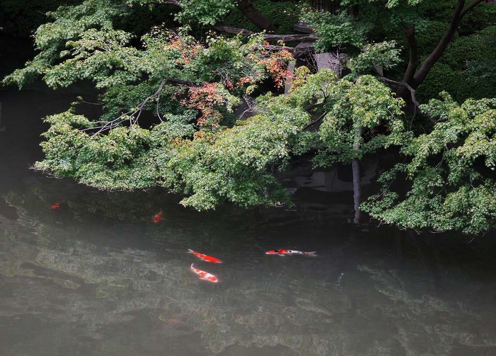 泳ぐ宝石
