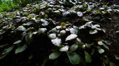 崖の岩タバコ・・東慶寺境内