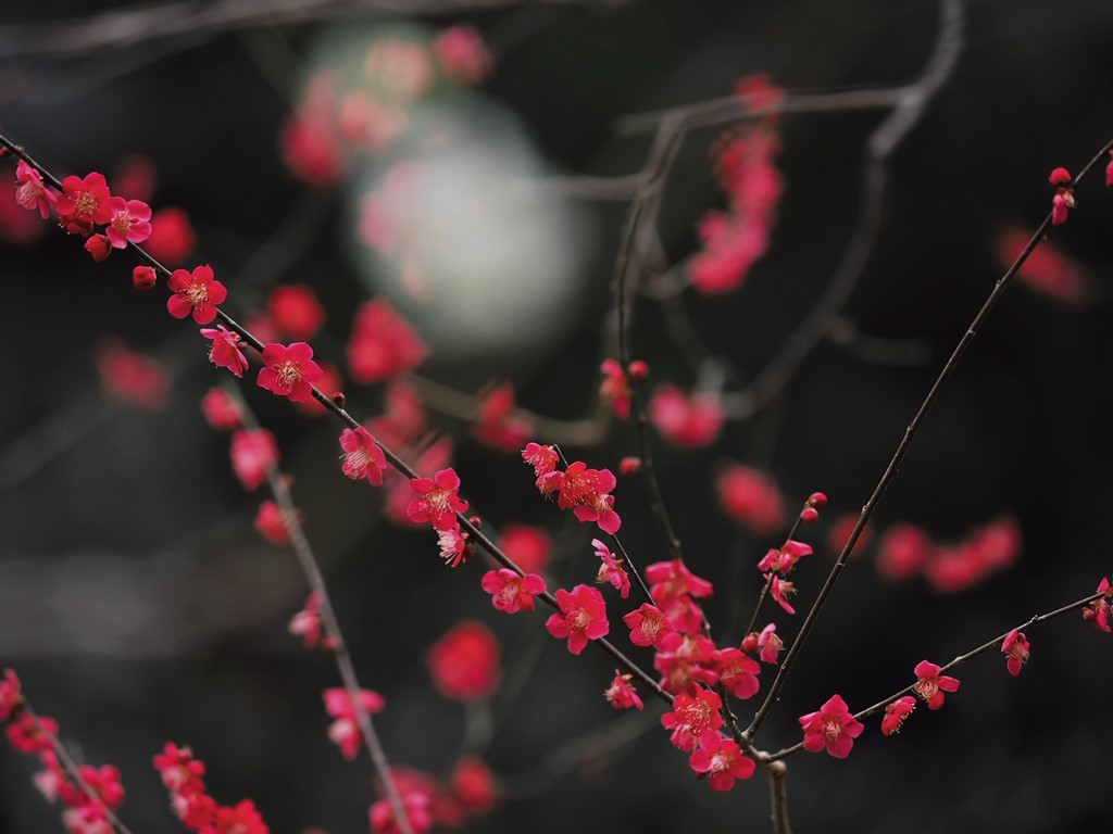 紅千鳥