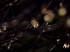 楚々・・素芯蝋梅