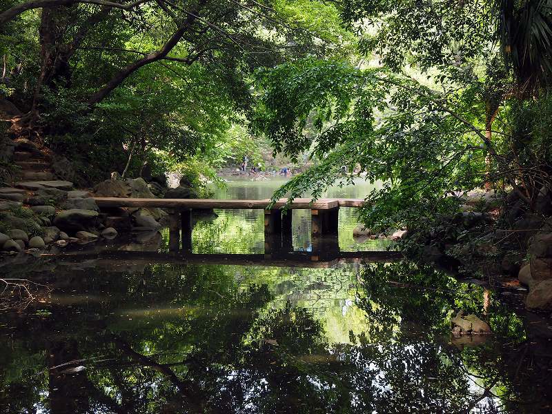 新緑の三四郎池