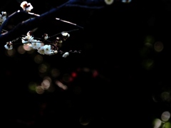 早春の三花(白梅)