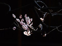 周回遅れの開花(豊後梅)