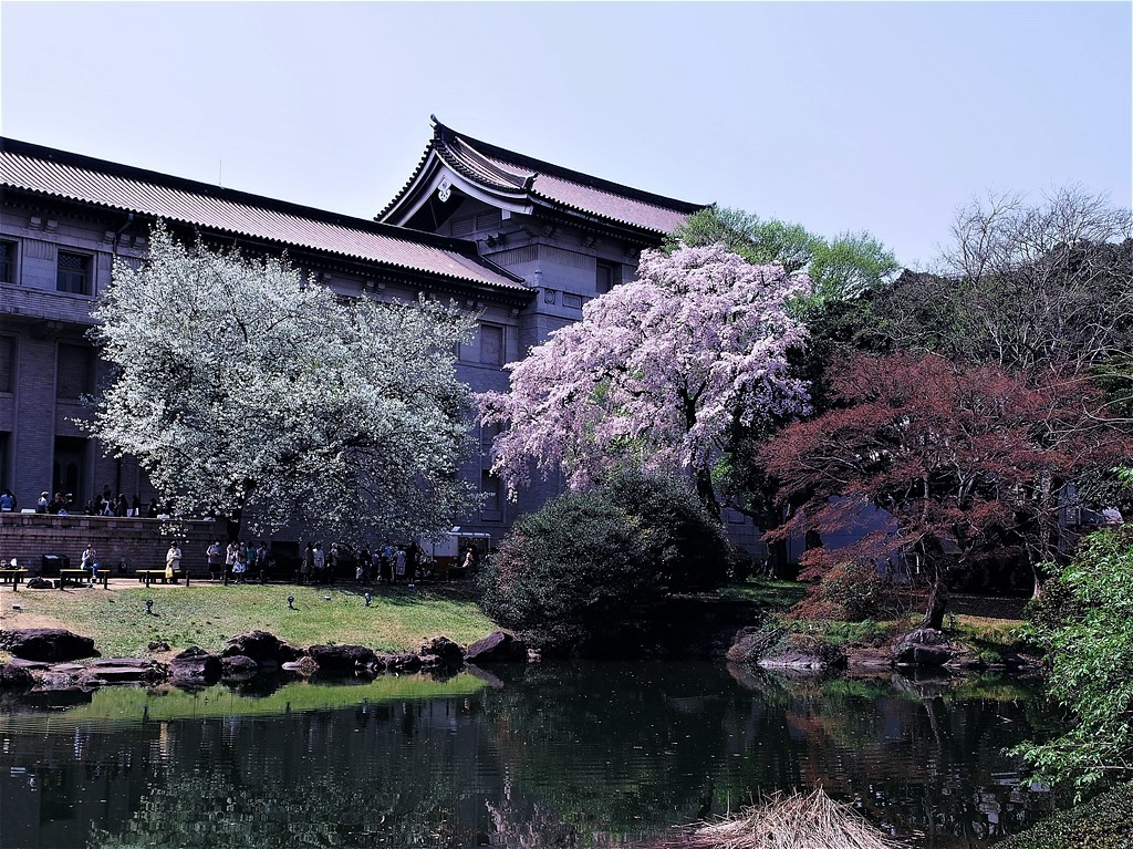 上野・国立博物館の桜③