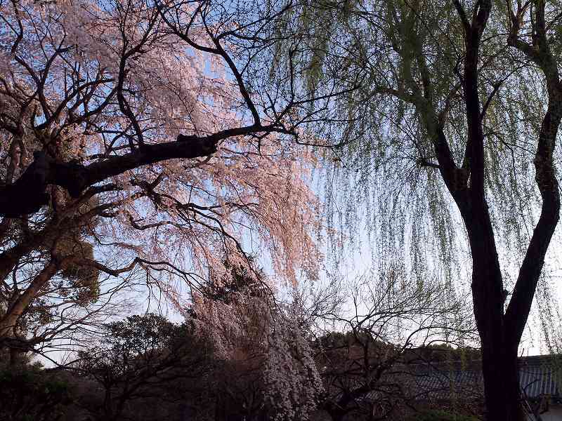 枝垂れ桜と柳