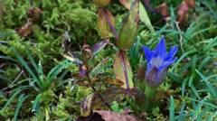 リンドウ(東慶寺境内)